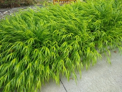 Hakonechloa macra