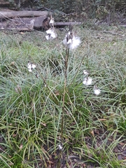 Erechtites hieraciifolius