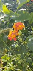 Lantana