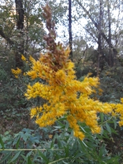 Solidago
