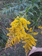 Solidago