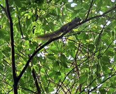 Callosciurus notatus