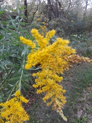 Solidago