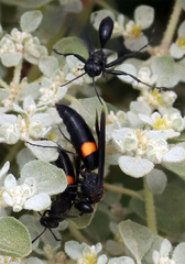 Stizoides renicinctus