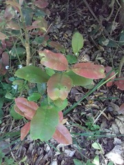 Myrceugenia planipes
