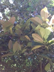 Myrceugenia planipes