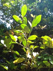Myrceugenia planipes