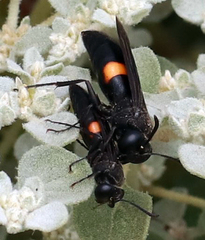 Stizoides renicinctus