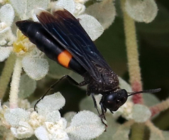 Stizoides renicinctus