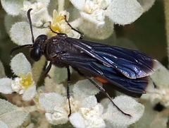 Stizoides renicinctus