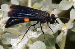 Stizoides renicinctus