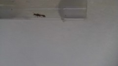 Manica