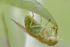 Chlorotabanus crepuscularis