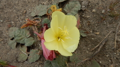 Oenothera primiveris