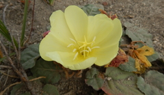Oenothera primiveris