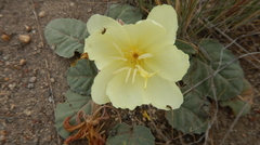 Oenothera primiveris