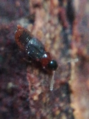 Omalium italicum