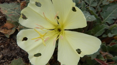 Oenothera primiveris