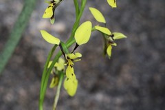 Diuris abbreviata