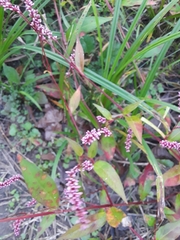Persicaria maculosa