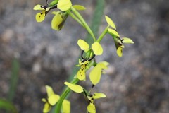 Diuris abbreviata