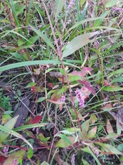 Persicaria maculosa