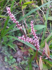 Persicaria maculosa
