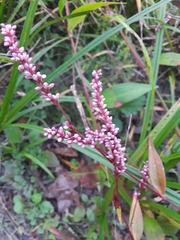 Persicaria maculosa