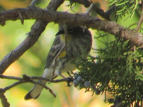 Yellow-rumped Warbler photographed in Oklahoma