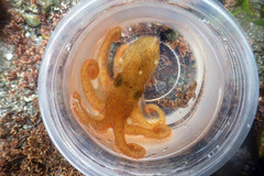 Octopus rubescens image