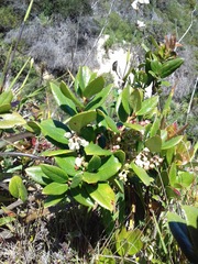 Gaultheria insana