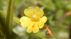 Erythranthe primuloides