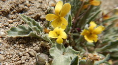 Viola pinetorum grisea