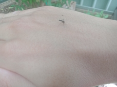 Aedes notoscriptus
