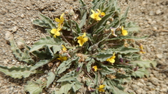 Viola pinetorum grisea