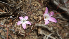 Gilia leptantha purpusii