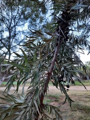 Grevillea robusta