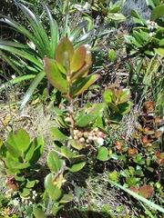 Gaultheria insana
