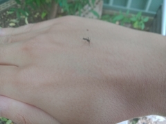 Aedes notoscriptus