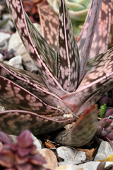 Gasteria bicolor