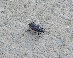 Sphenophorus cariosus