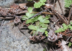 Sedum cockerellii