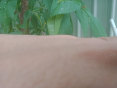 Aedes notoscriptus