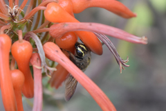 Xylocopa artifex