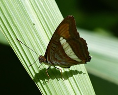 Adelpha falcipennis