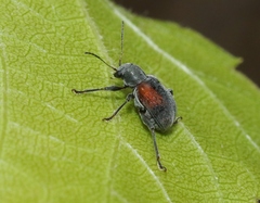 Neofidia humeralis