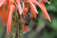 Xylocopa artifex