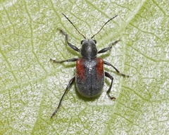 Neofidia humeralis