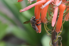 Xylocopa artifex