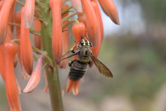 Xylocopa artifex